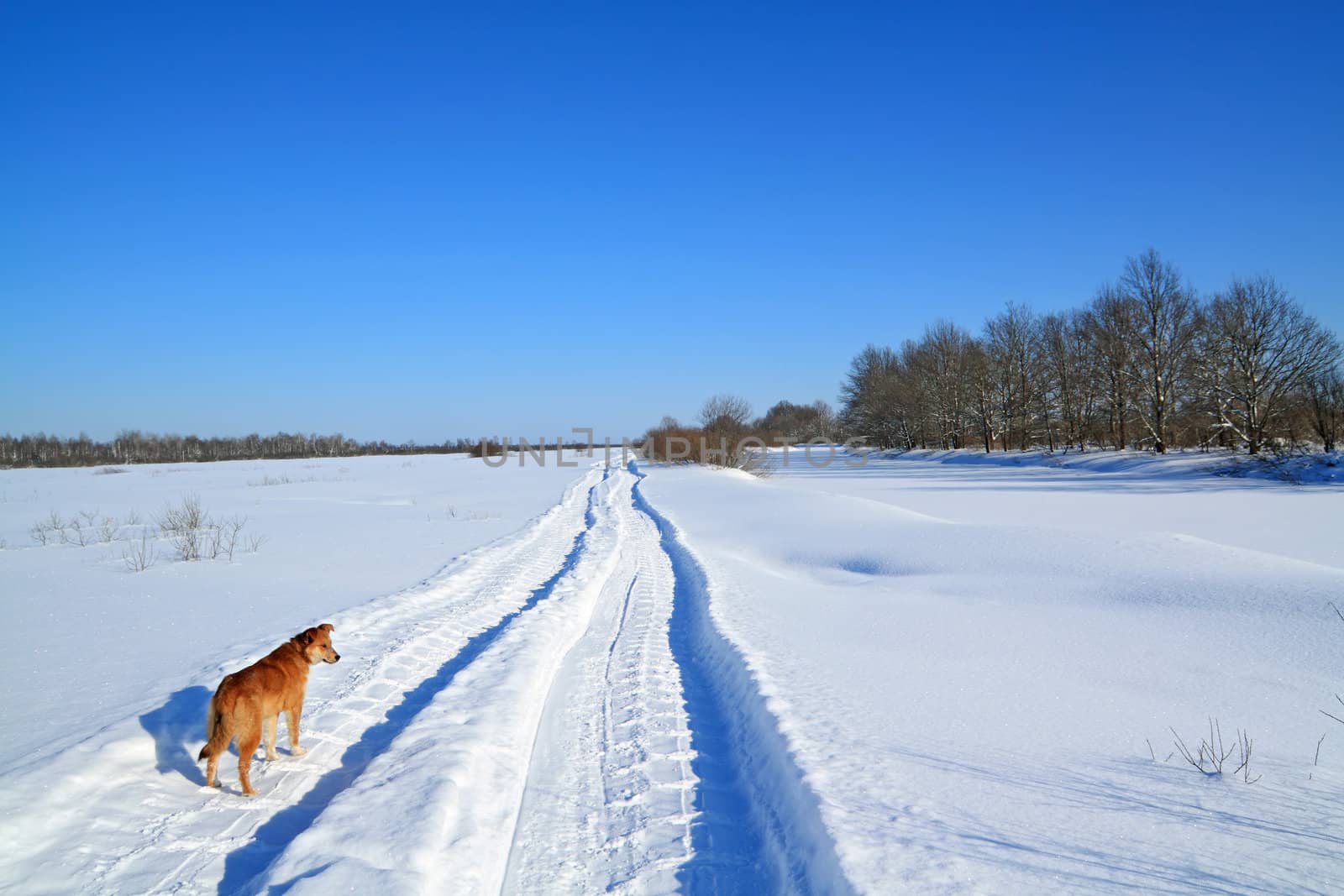 redhead dog on rural road by basel101658