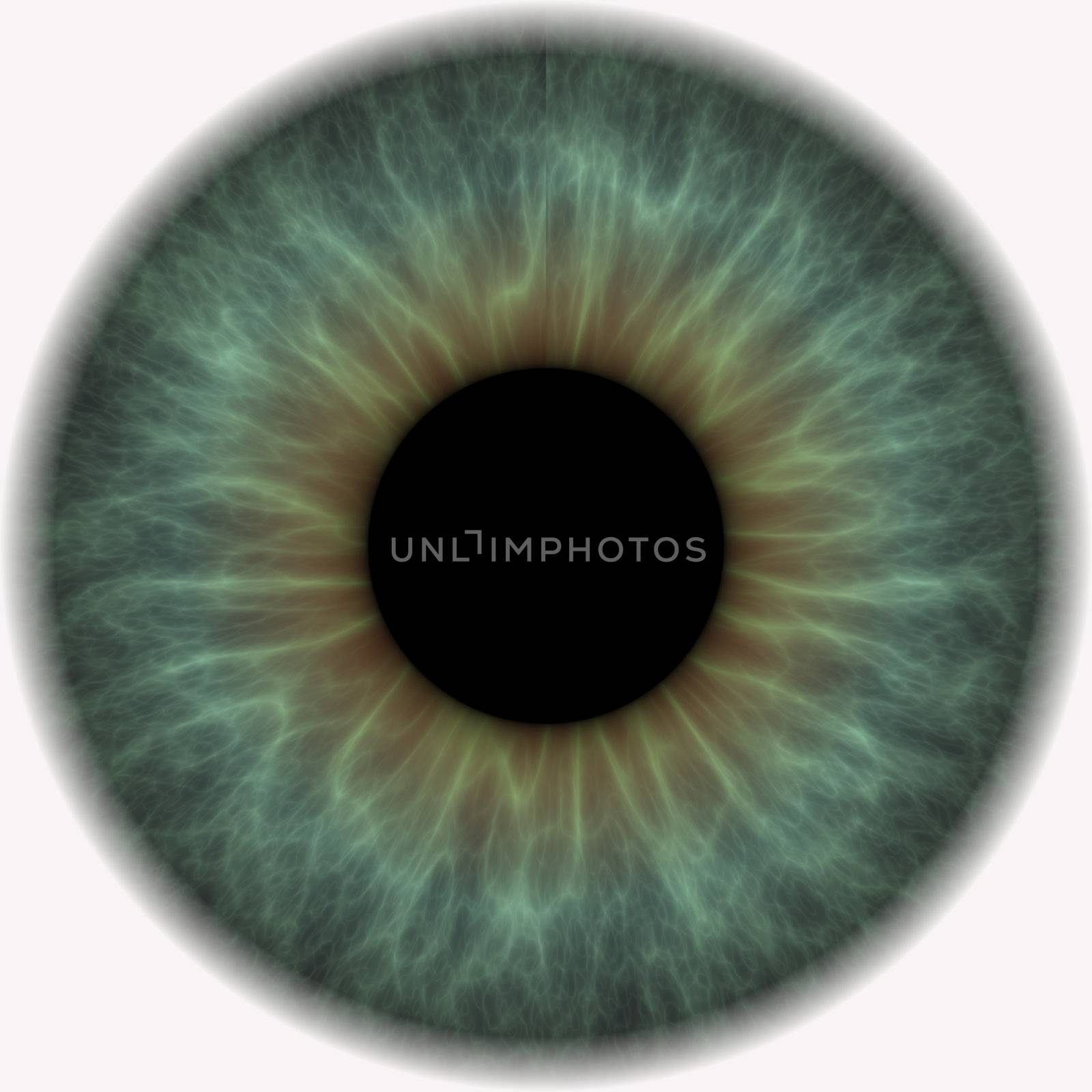 eyeball with lens and iris of the eye