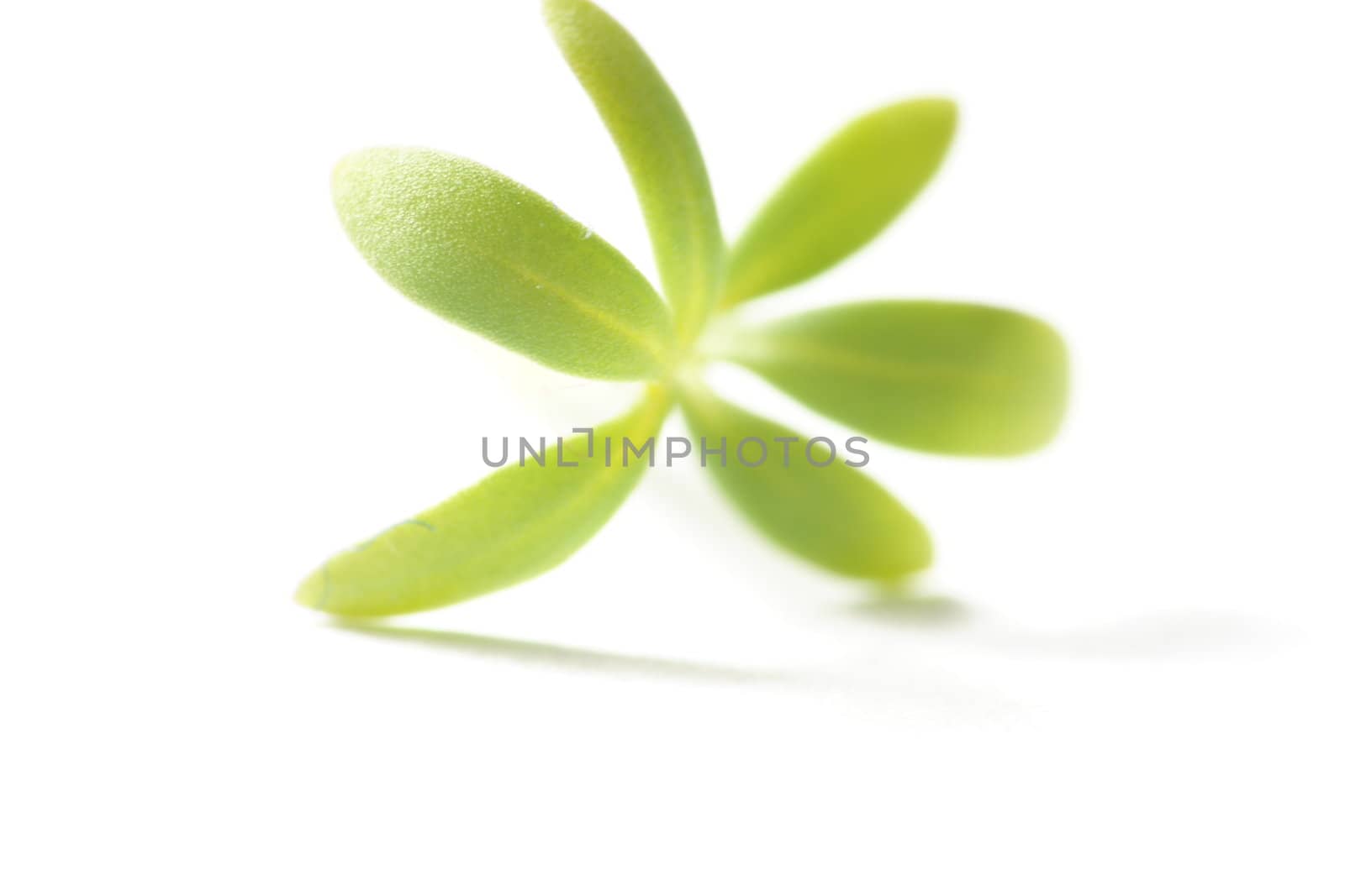 Cress close-up on white background