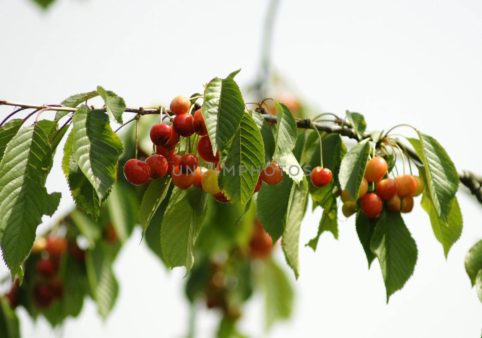 cherries on branches by pixelman