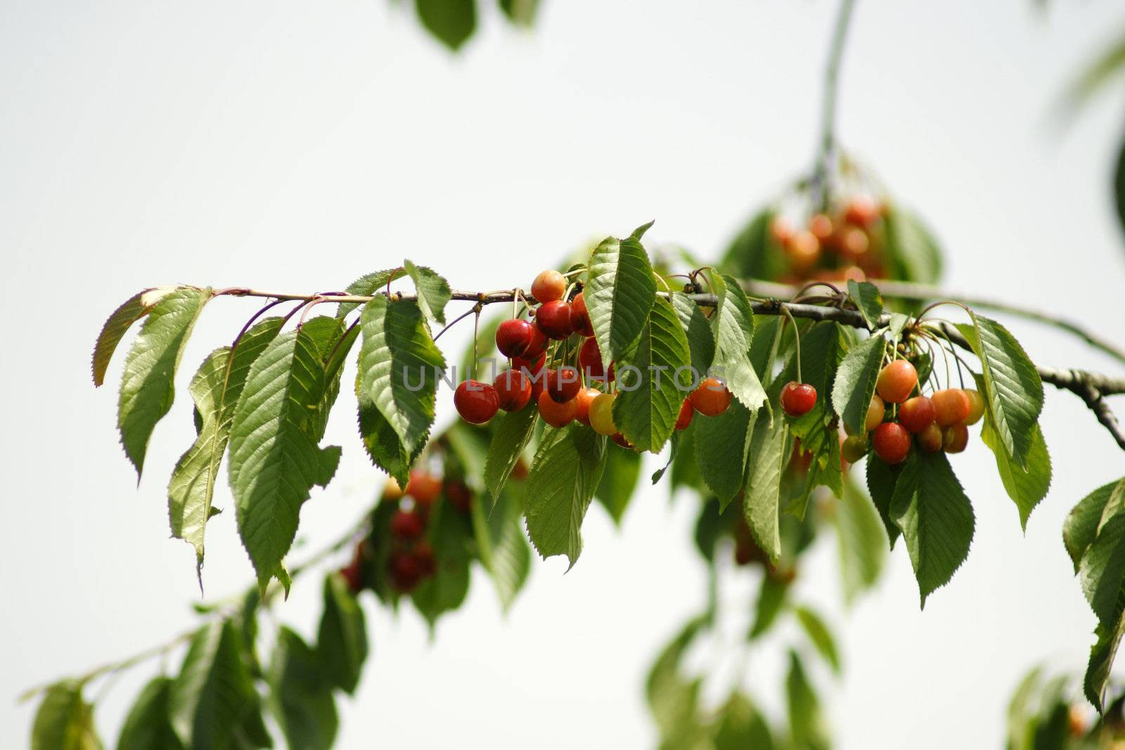 cherries on branches on summer time