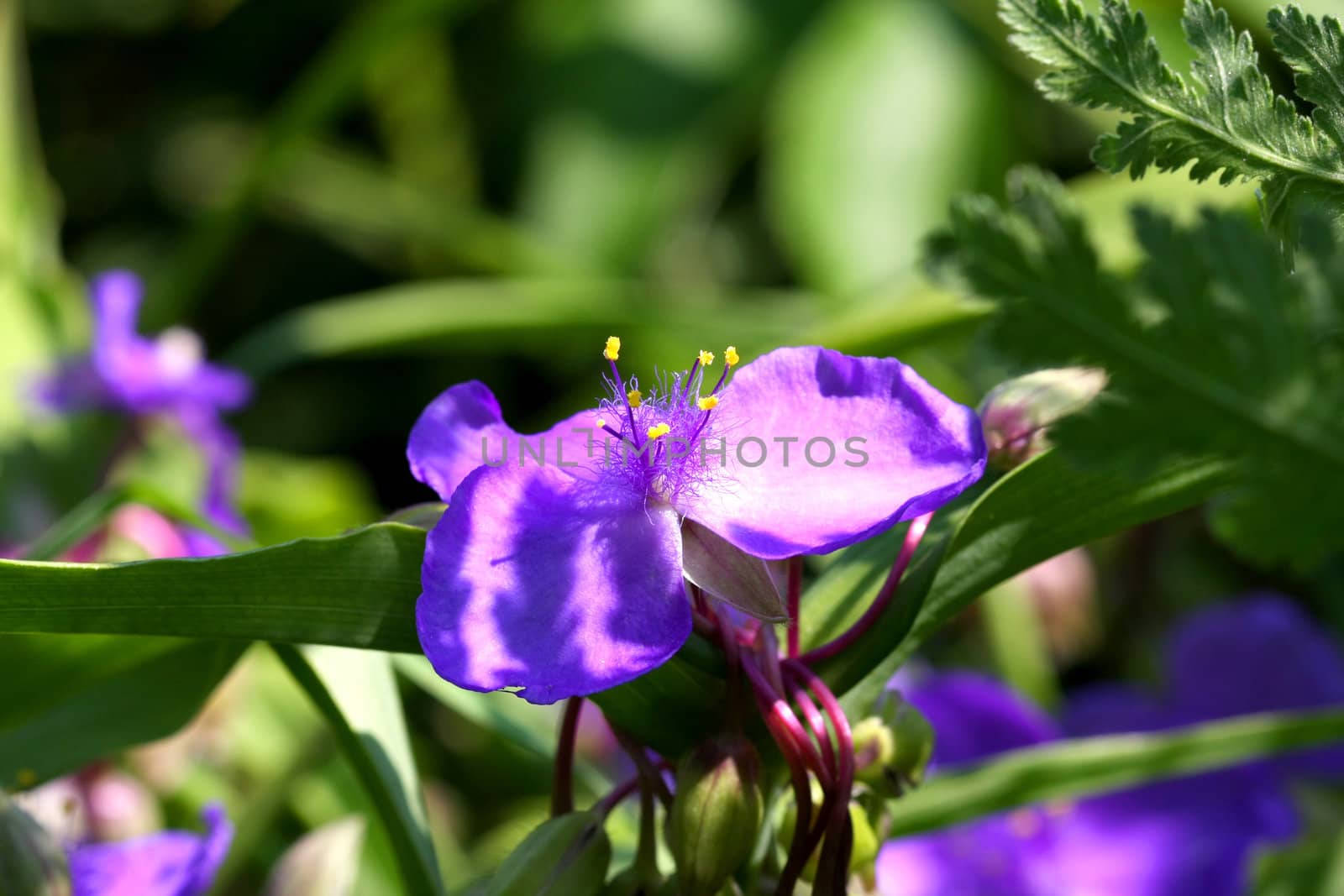 Spiderwort Flower - Virginia In Morning Sun