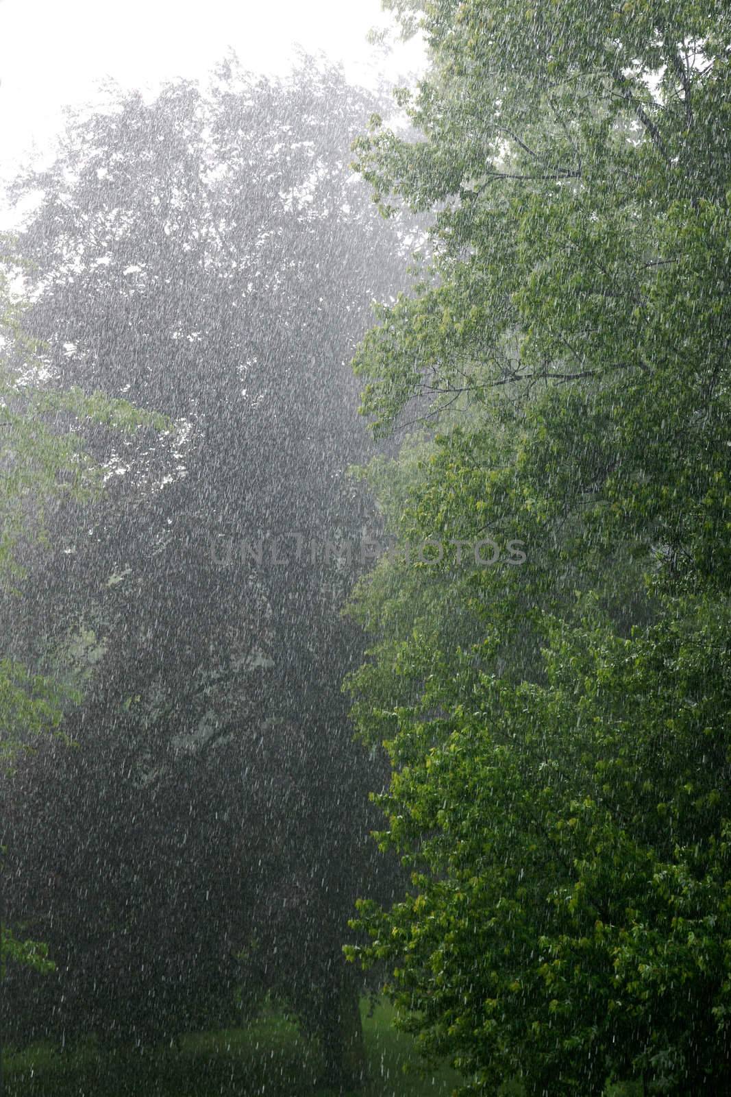 Torrential Rain by pixelman
