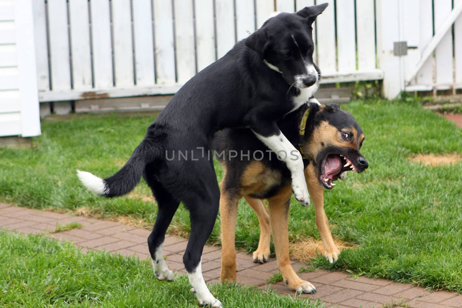 Two Dogs Playing In Backyard On Grass