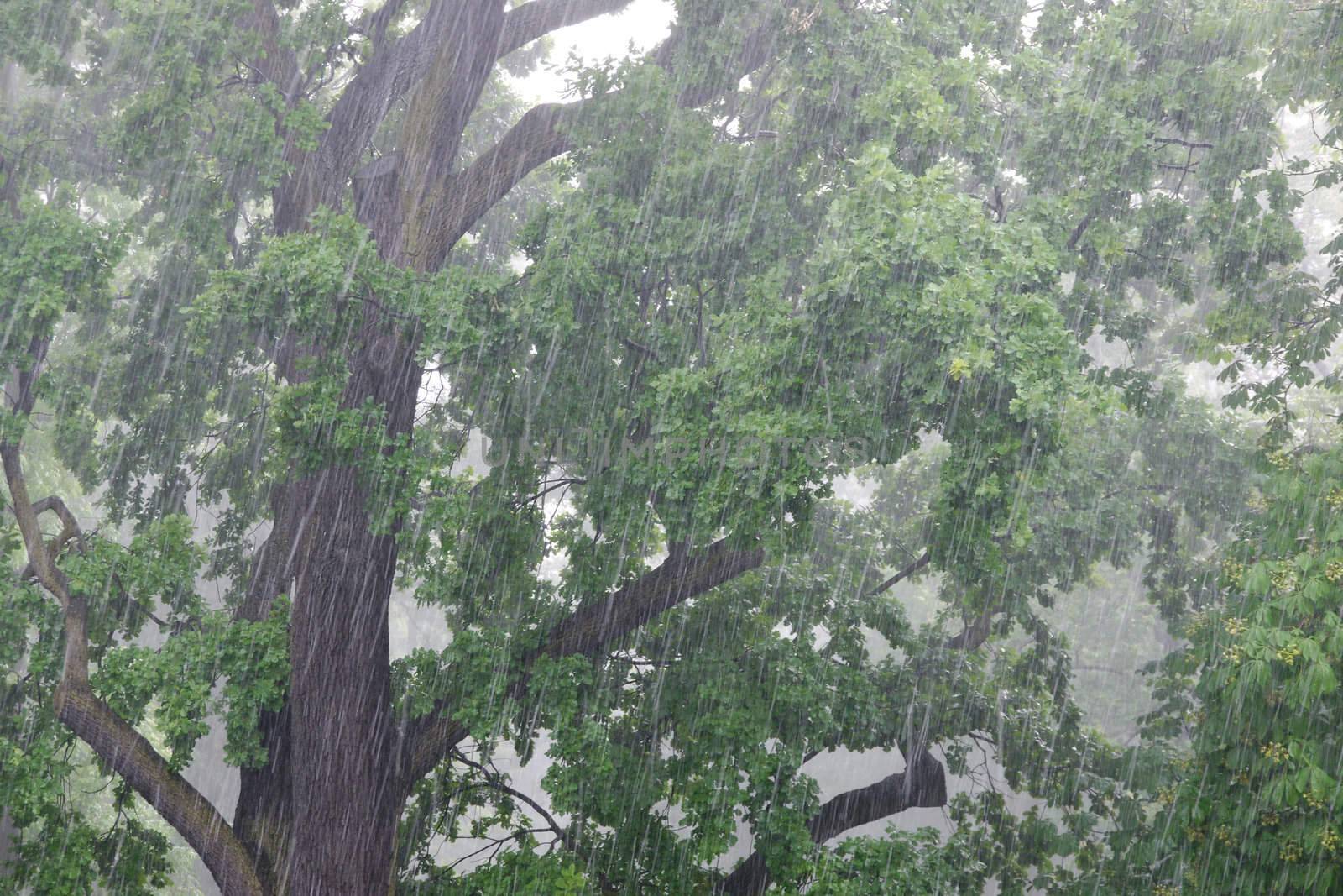 Torrential Rainwith ice storm  in a park on sommer time
