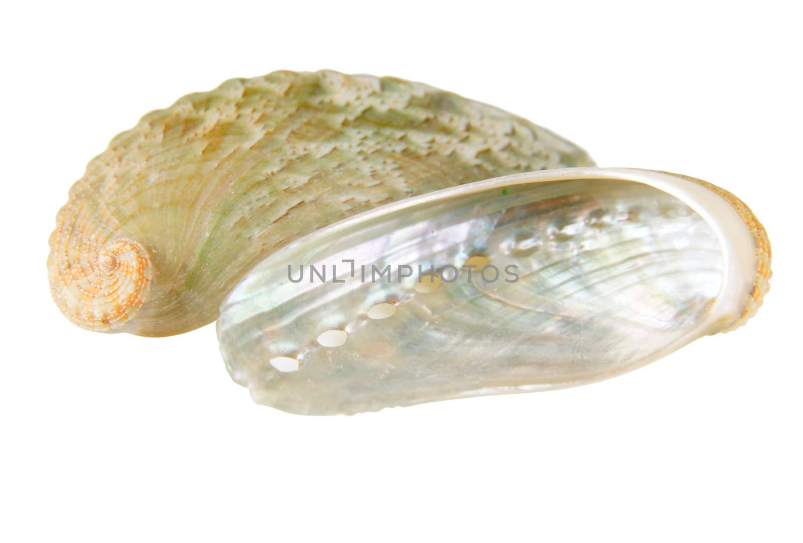 White-pearl sea shell close-up isolated on white