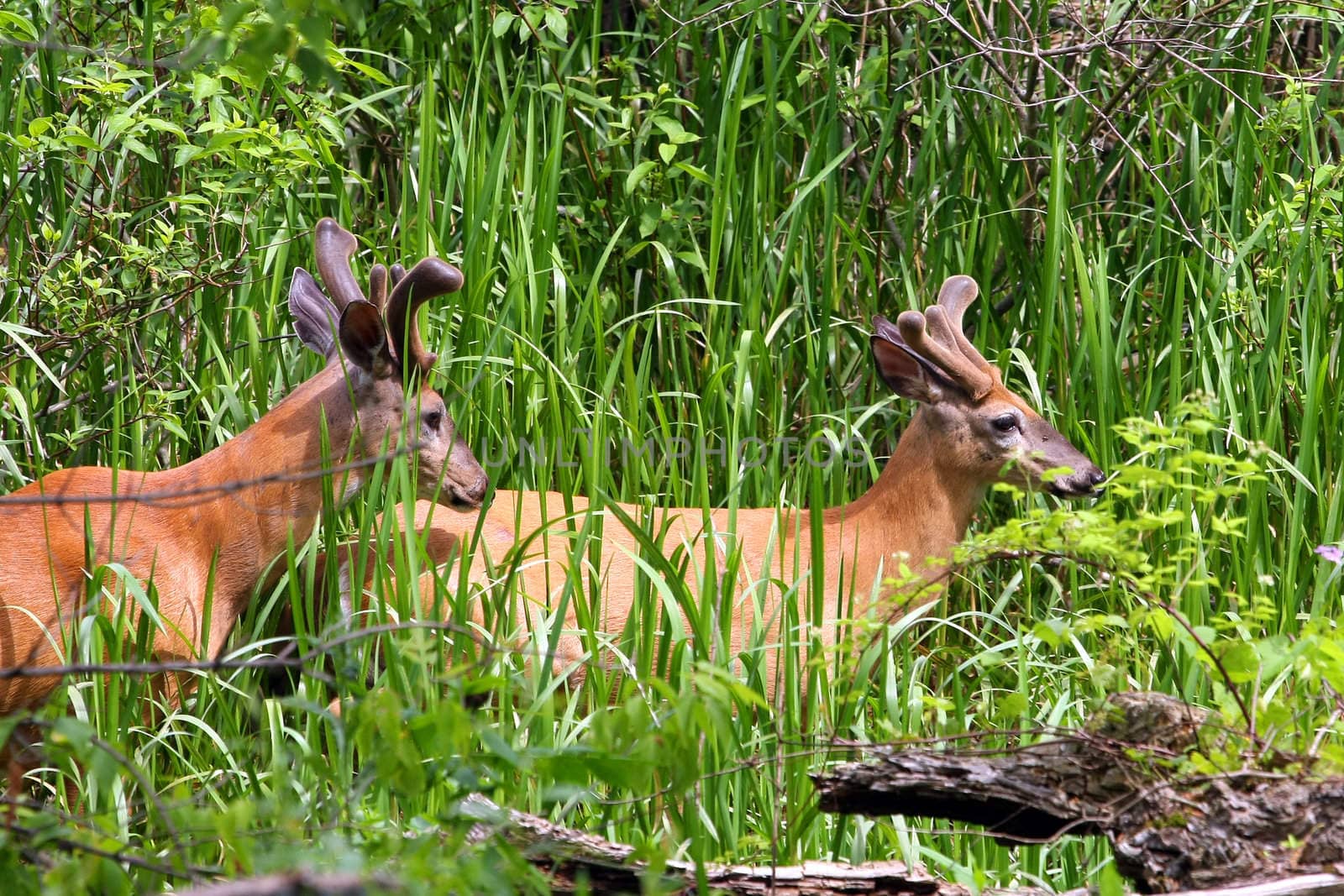 White-tailed Deer Two Bucks Feeding