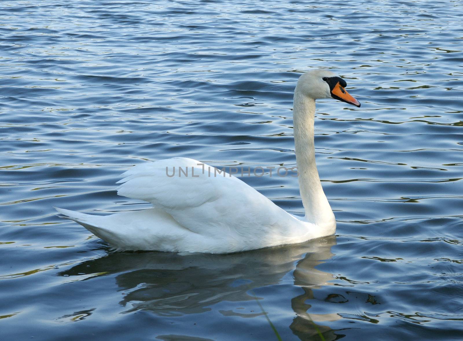 White swan on the waves lake