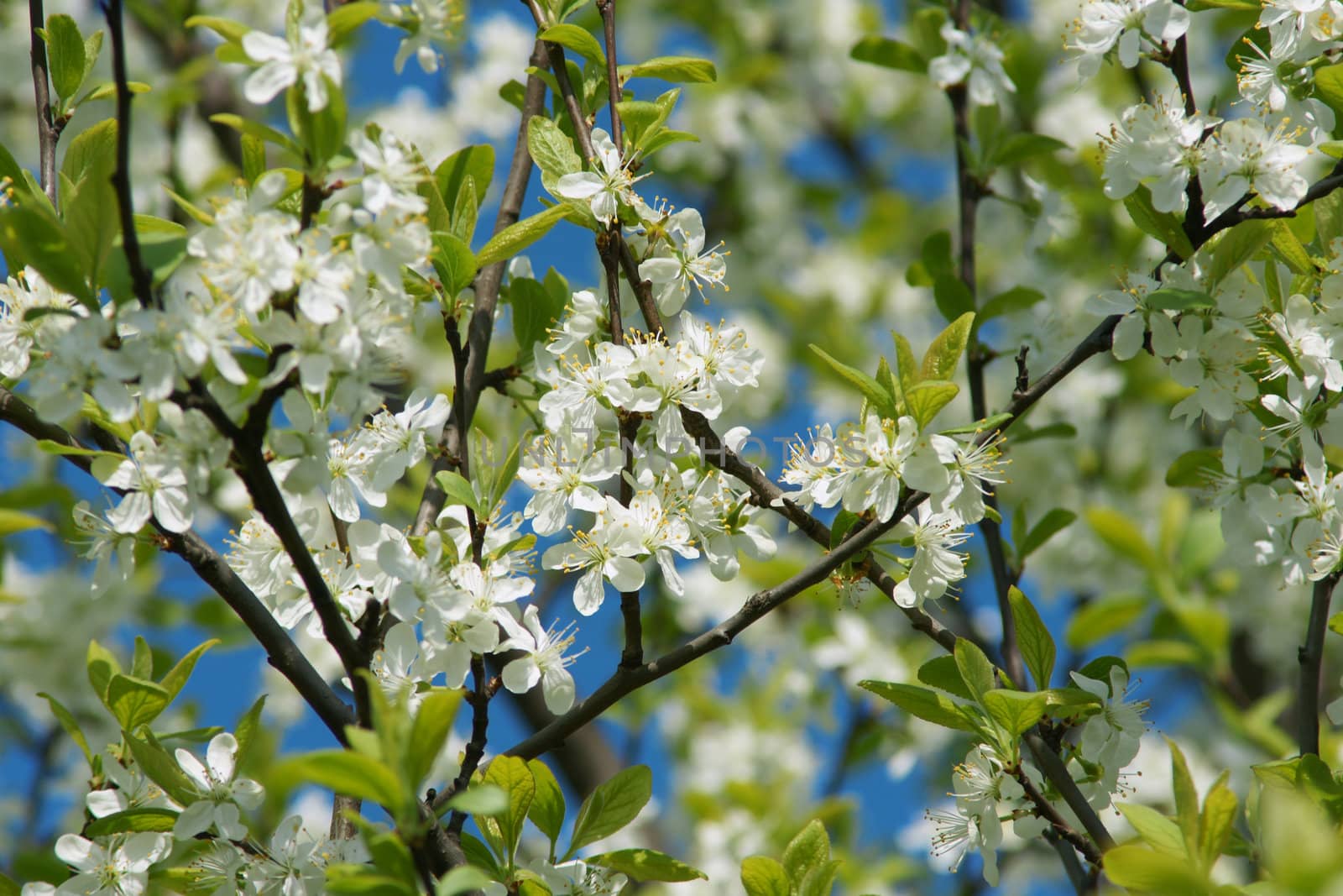 White flower on branch, close-up in spring season