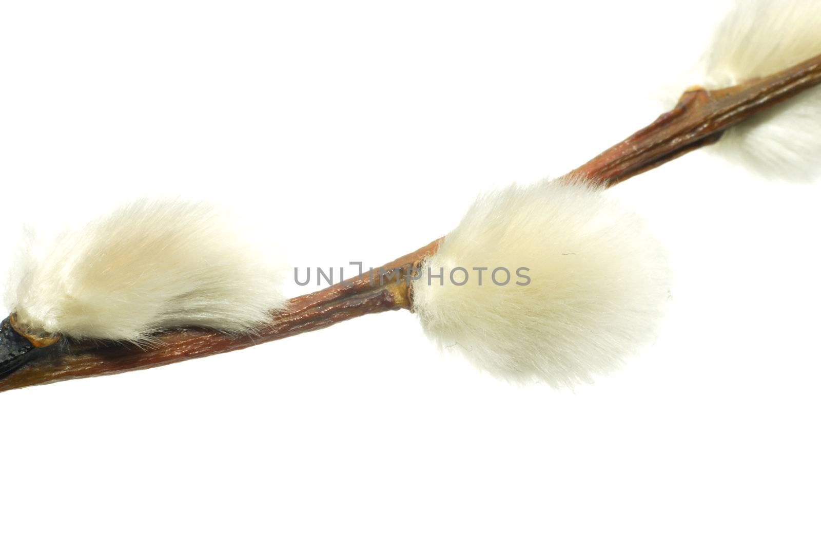 Twigs of willow with catkins on a white background close-up