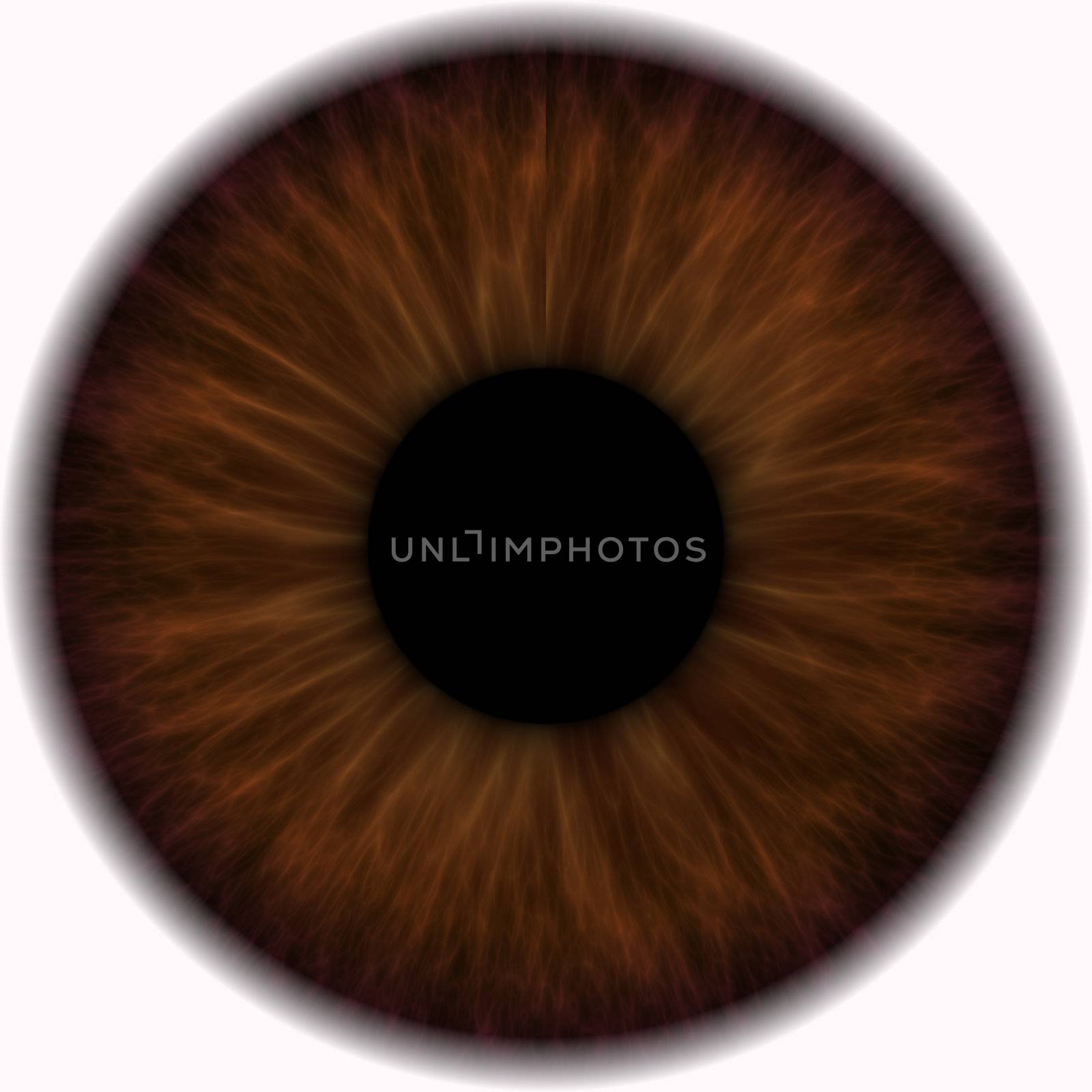 brown eye in a closeup isolated on a white background