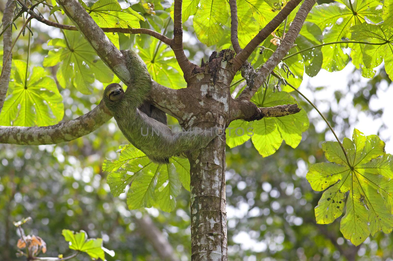 A Three-toed Sloth climbing down the tree in Manuel Antonio national park