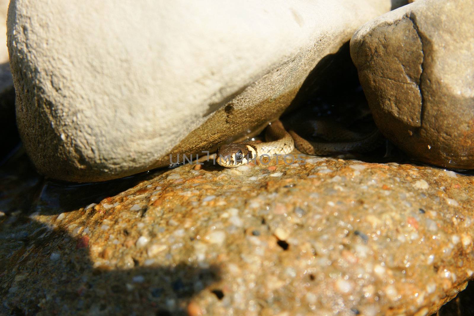 Aqua  worm snake on the river stone close-up