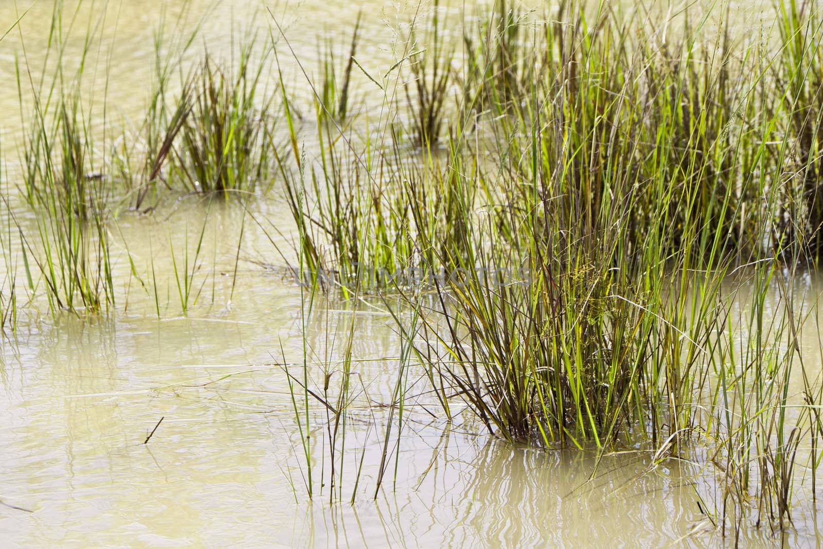 A hot afternoon by the side of wetland