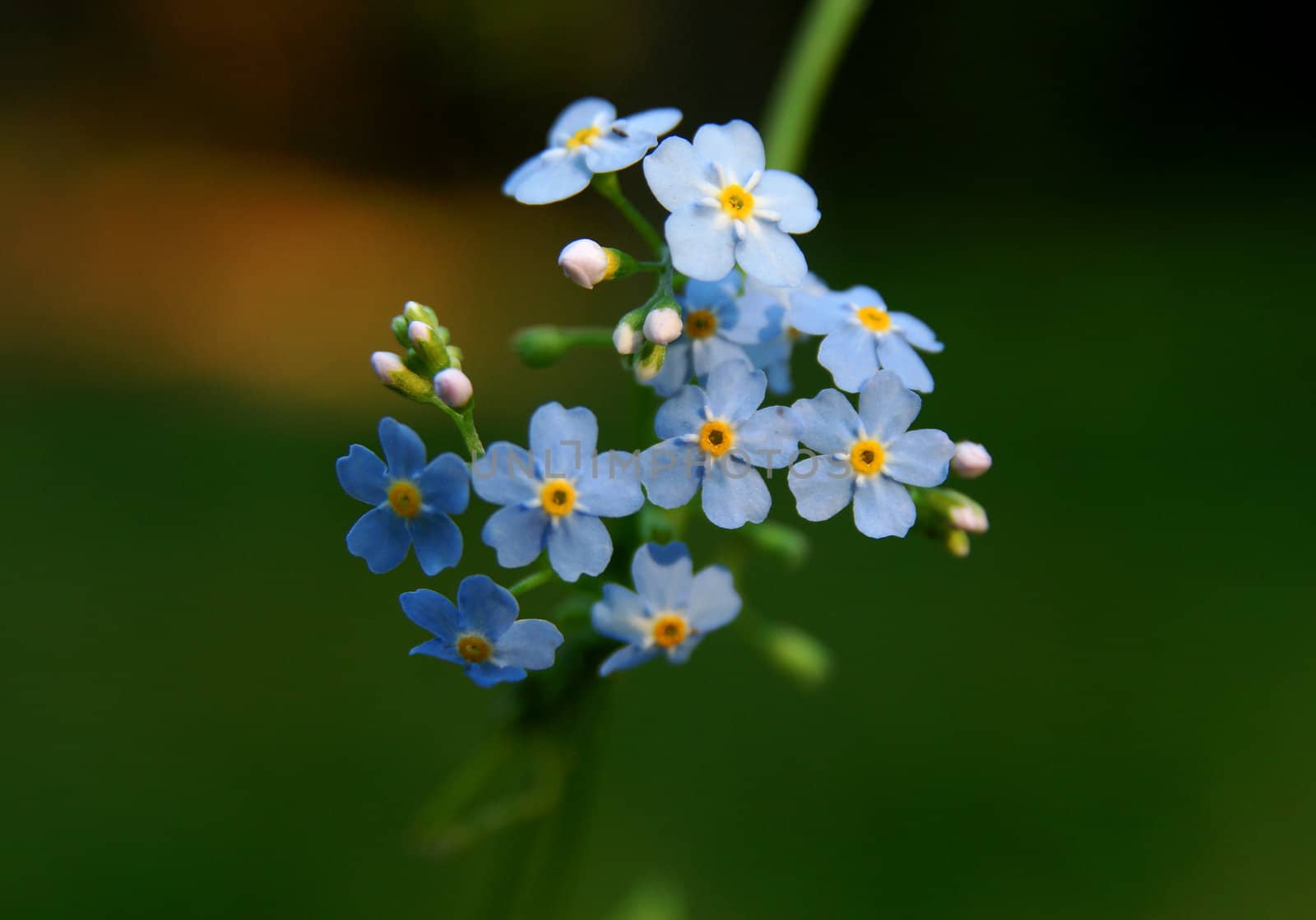 Forget-me-not Beautiful blue field flower,close-up