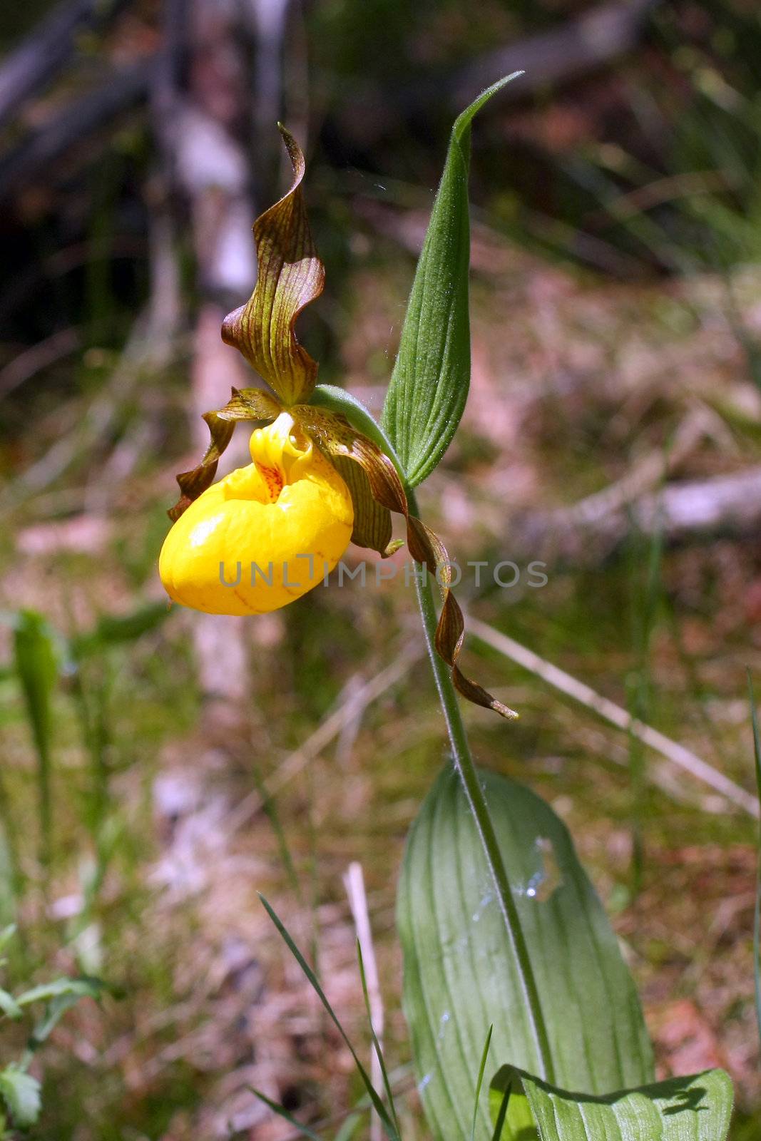 Yellow Lady Slipper Flower In MacGregor Point Provincial Park