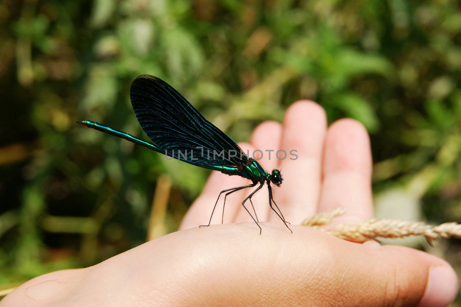 beautiful blue dragon-fly sitting on the palm of a summer's day