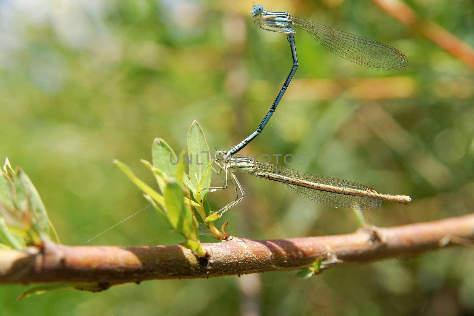 Dragonflies during the mating season. by pixelman
