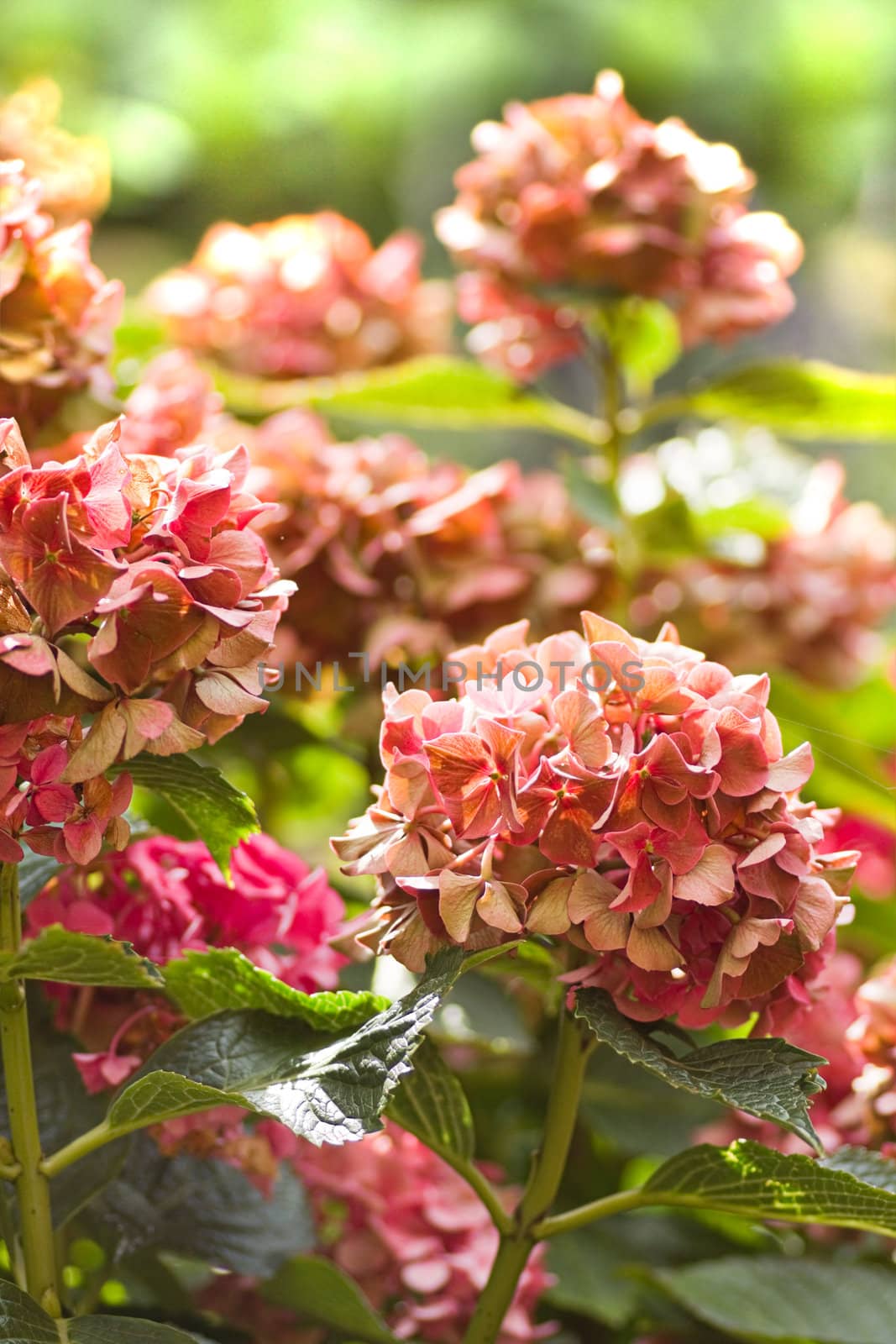 Hydrangea or hortensia flowers in autumn by Colette