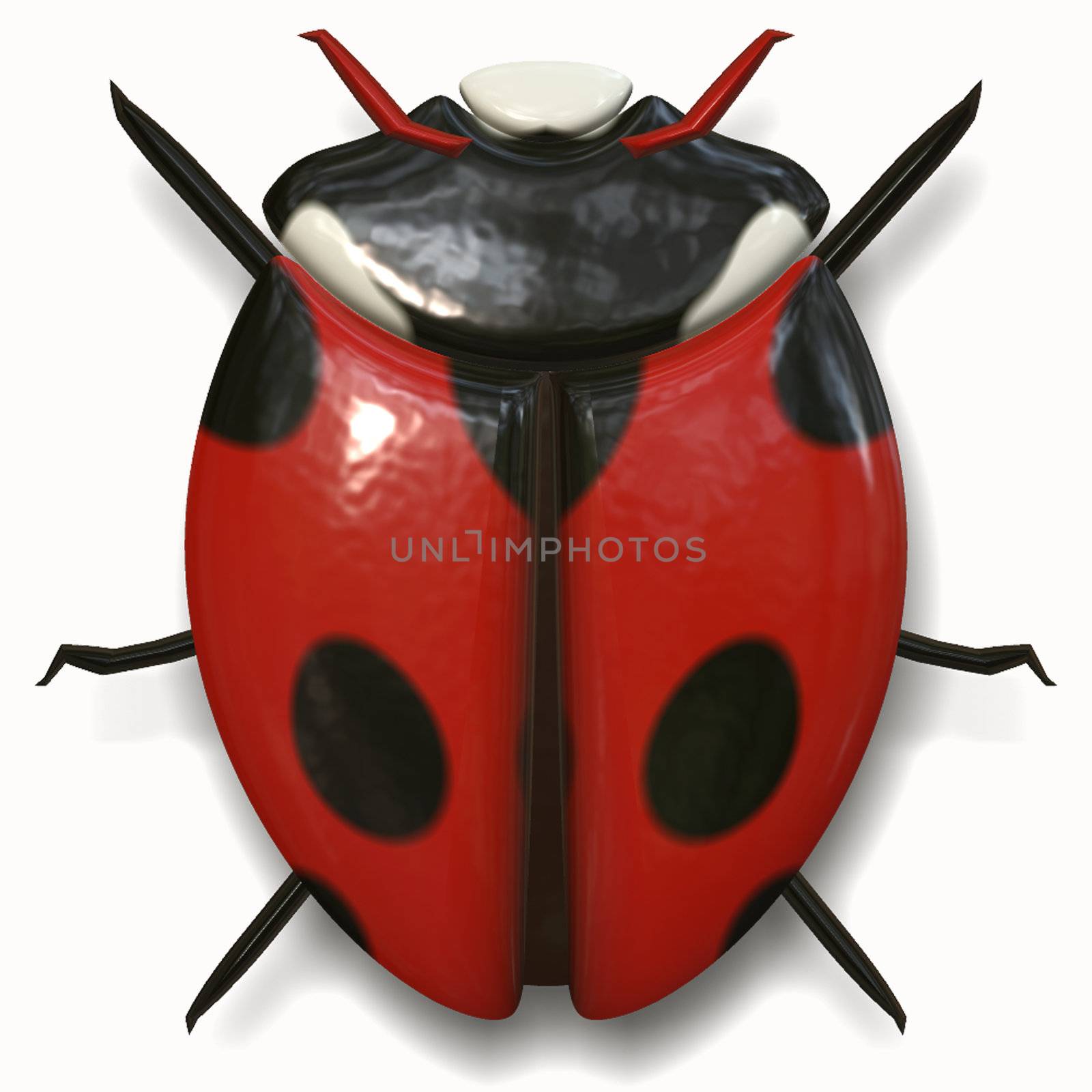 ladybird is the beautiful bug of nature