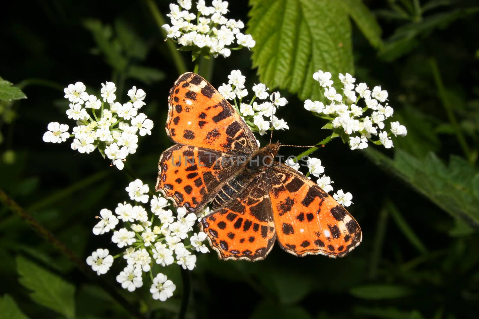 Map (Araschnia levana) on a plant