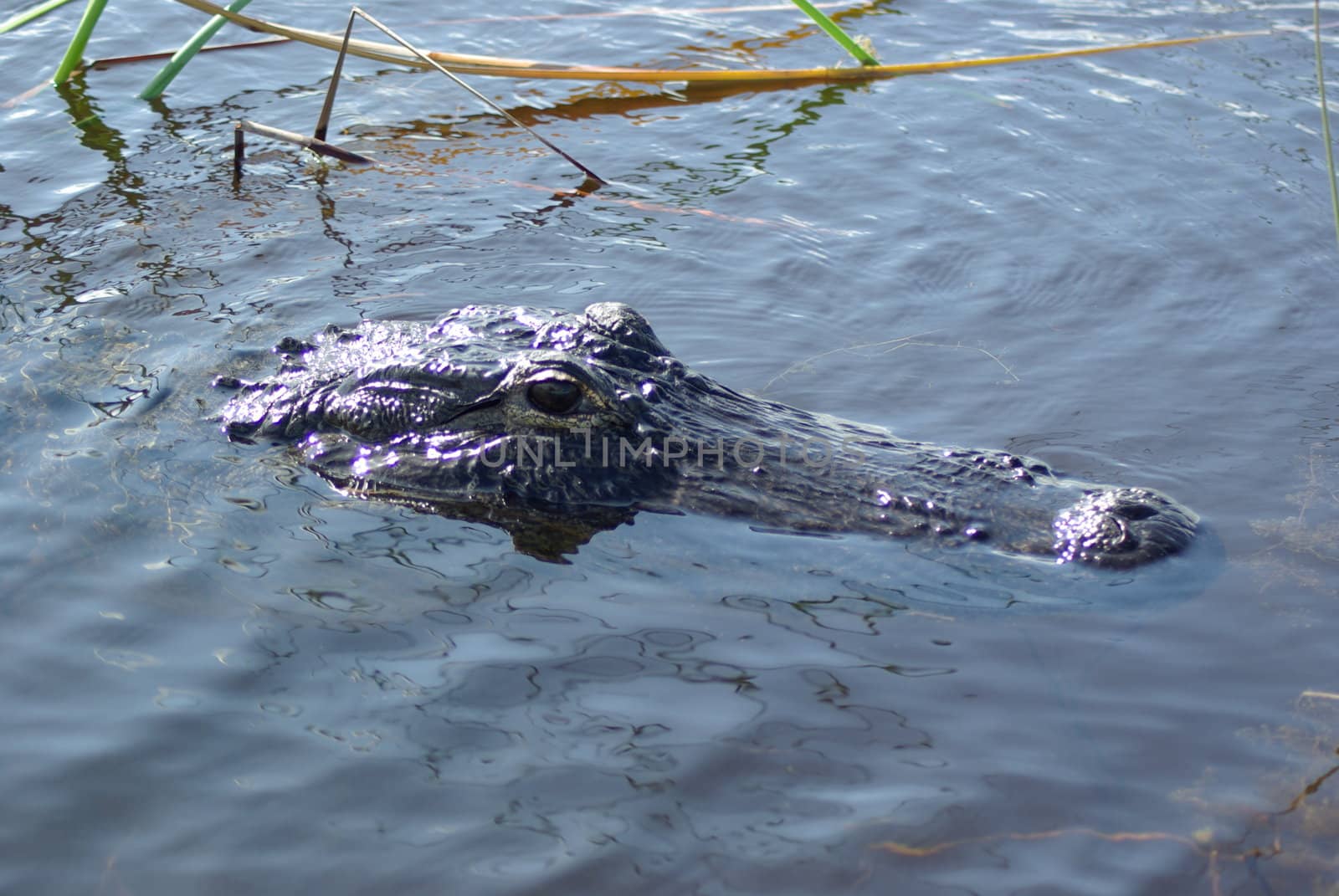 aligator on surface of water