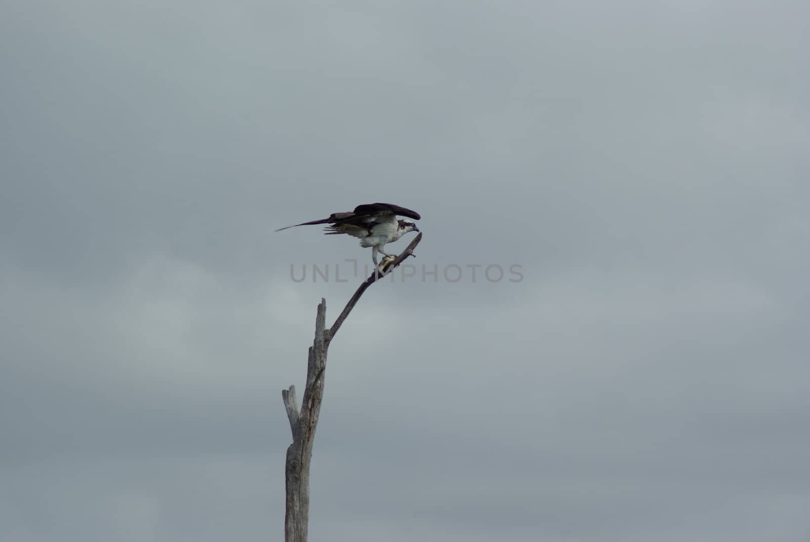 Osprey in tree