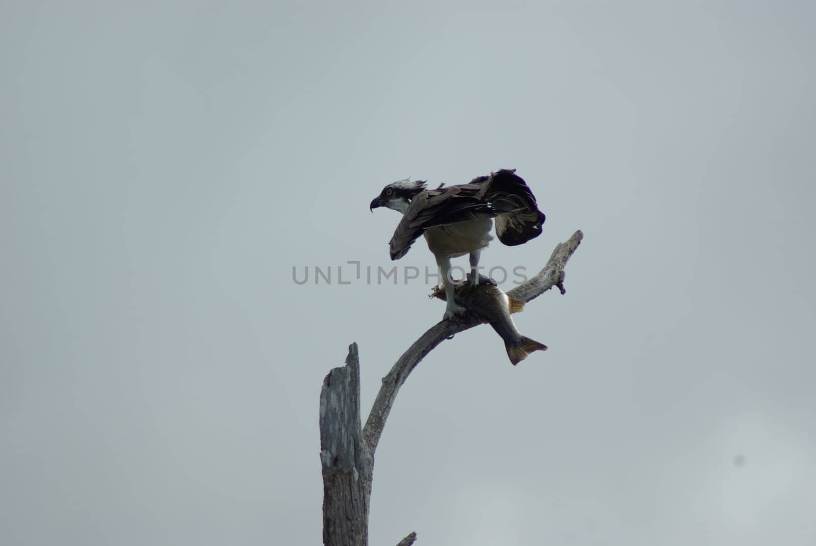 Osprey feeding