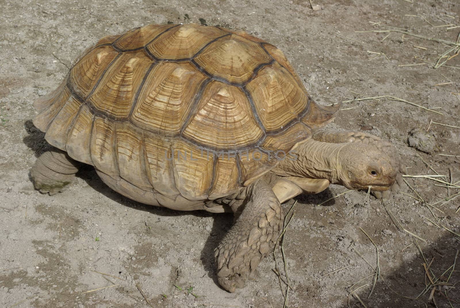 big tortoise