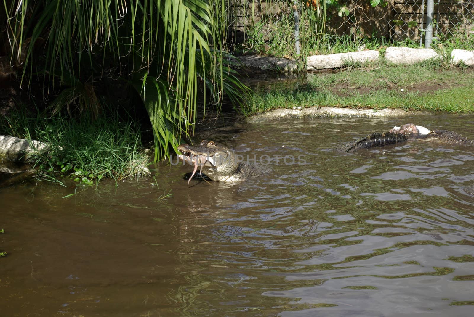 aligator feeding