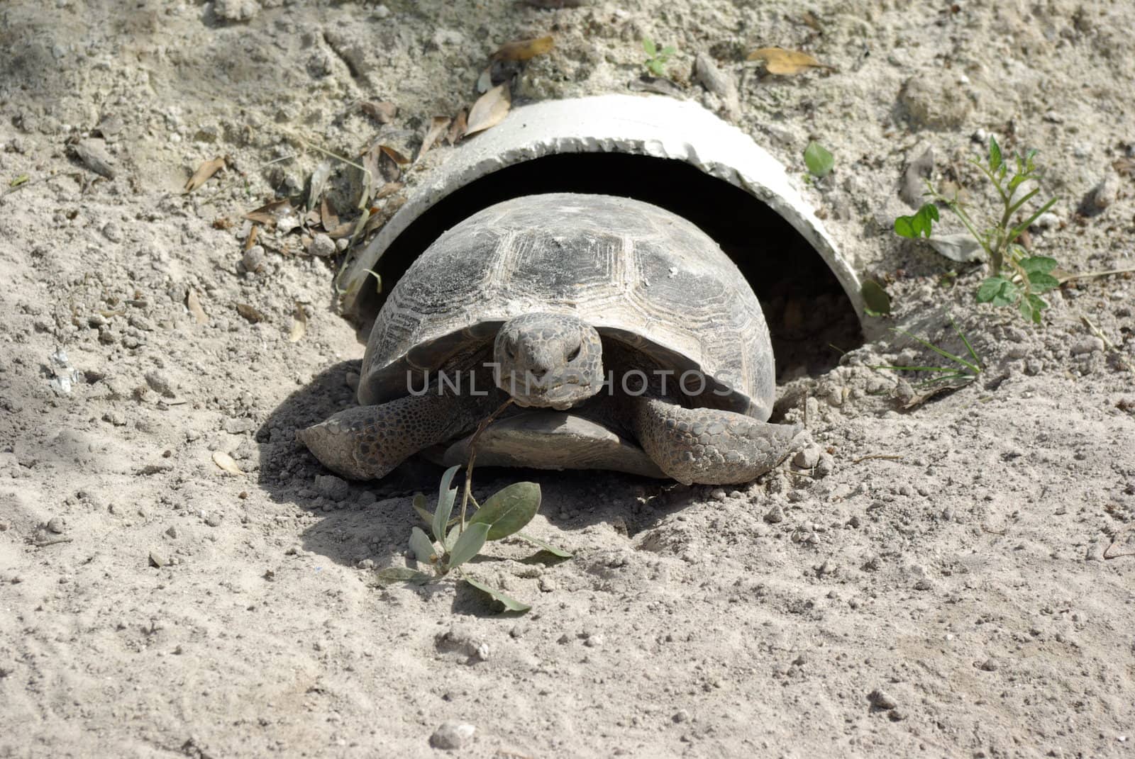turtle in pipe