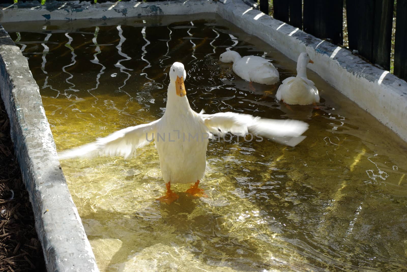 goose flapping wings