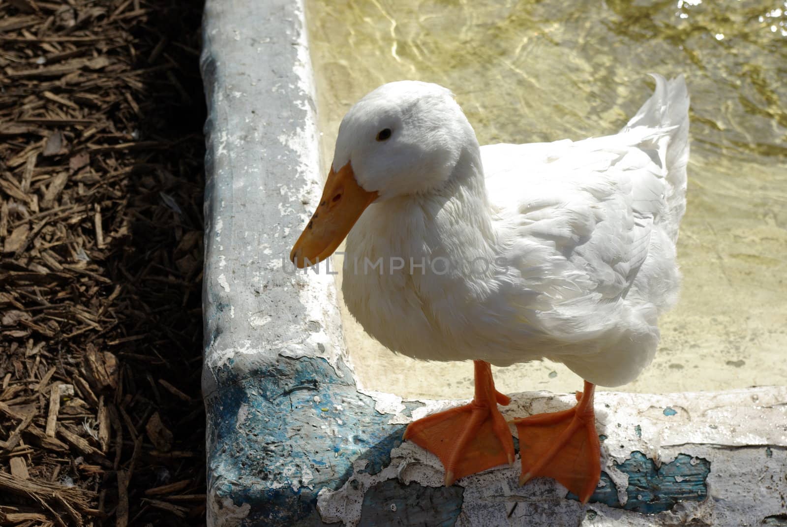 Goose
