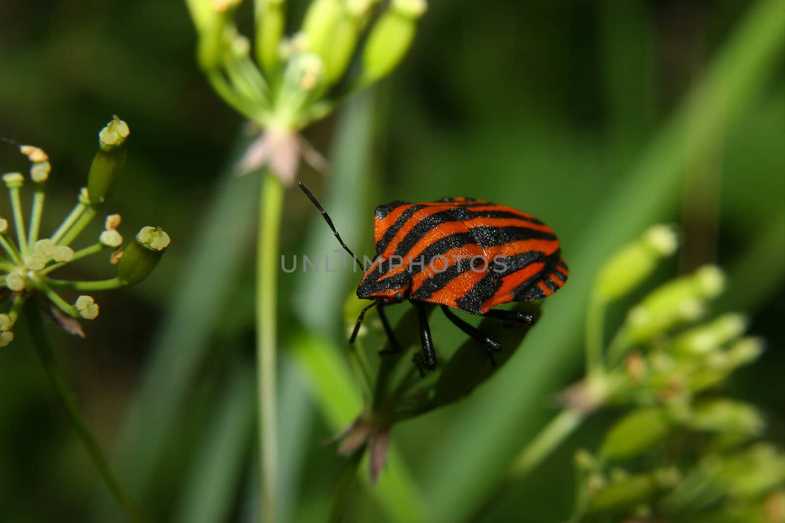 Strip bug (Graphosoma lineatum) by tdietrich