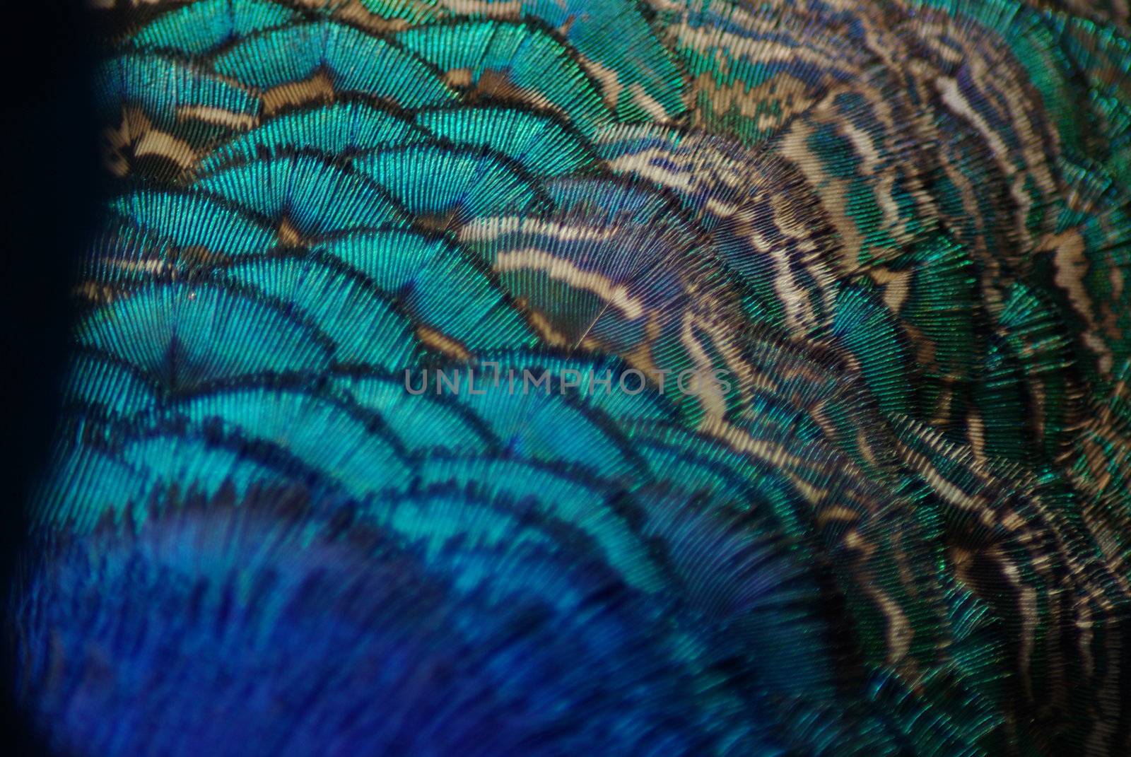 Peacock feathers