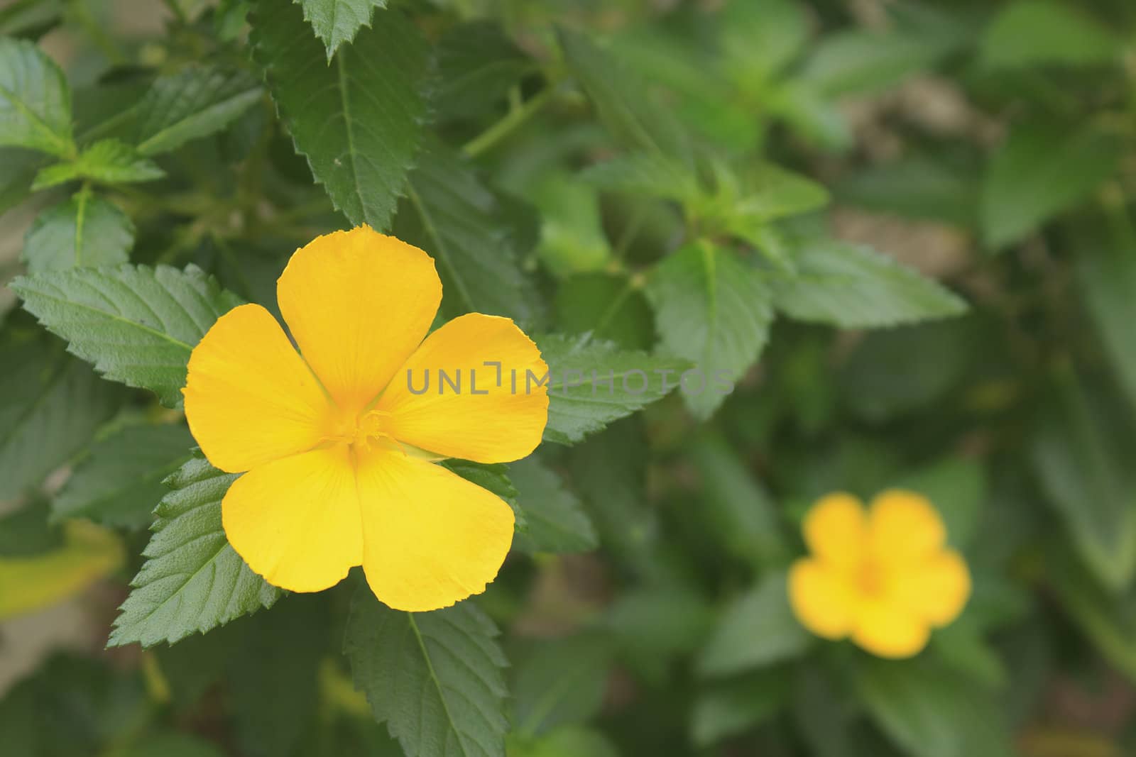 Beautiful tropical yellow flowers grow on tree in a garden outdoor, Thailand