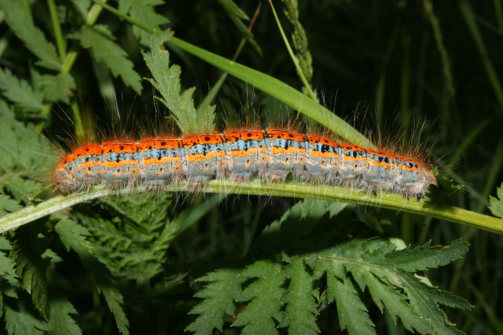 Buff-tip (Phalera bucephala) - Caterpillar on a plant