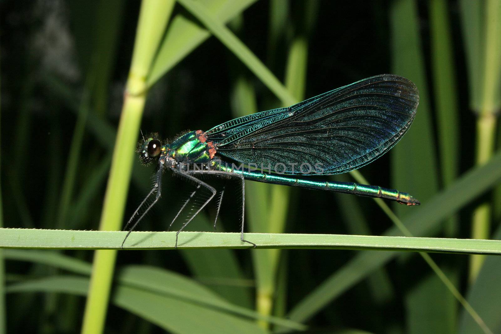 Beautiful Demoiselle (Calopteryx virgo) on a leaf