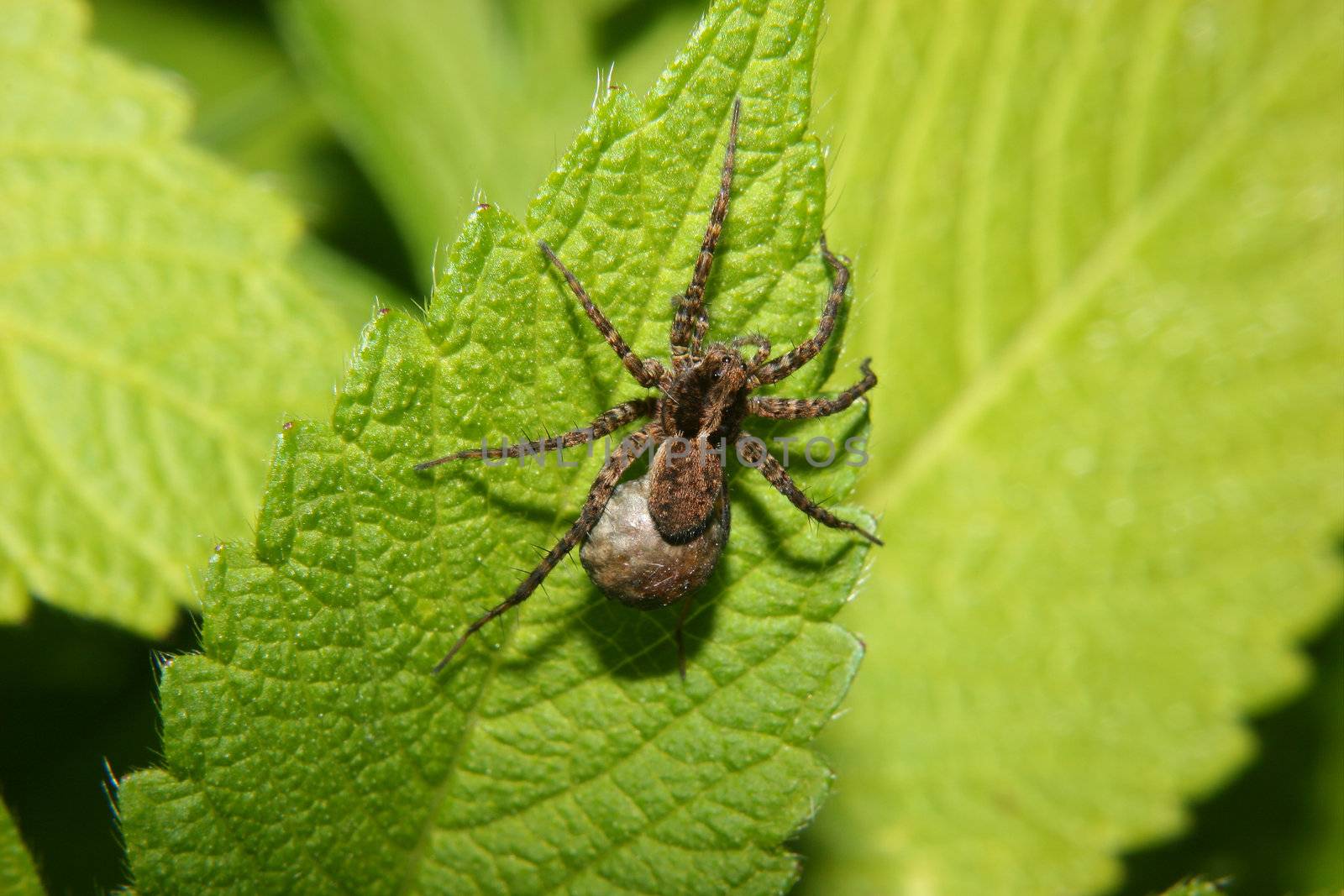 Wolf spider (Pardosa lugubris) by tdietrich