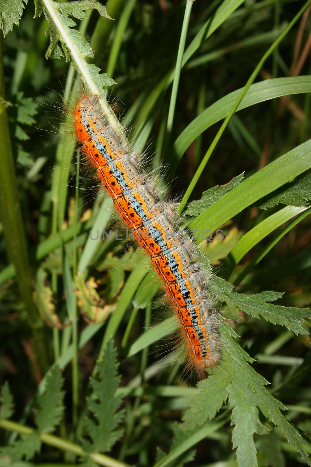 Buff-tip (Phalera bucephala) - Caterpillar by tdietrich