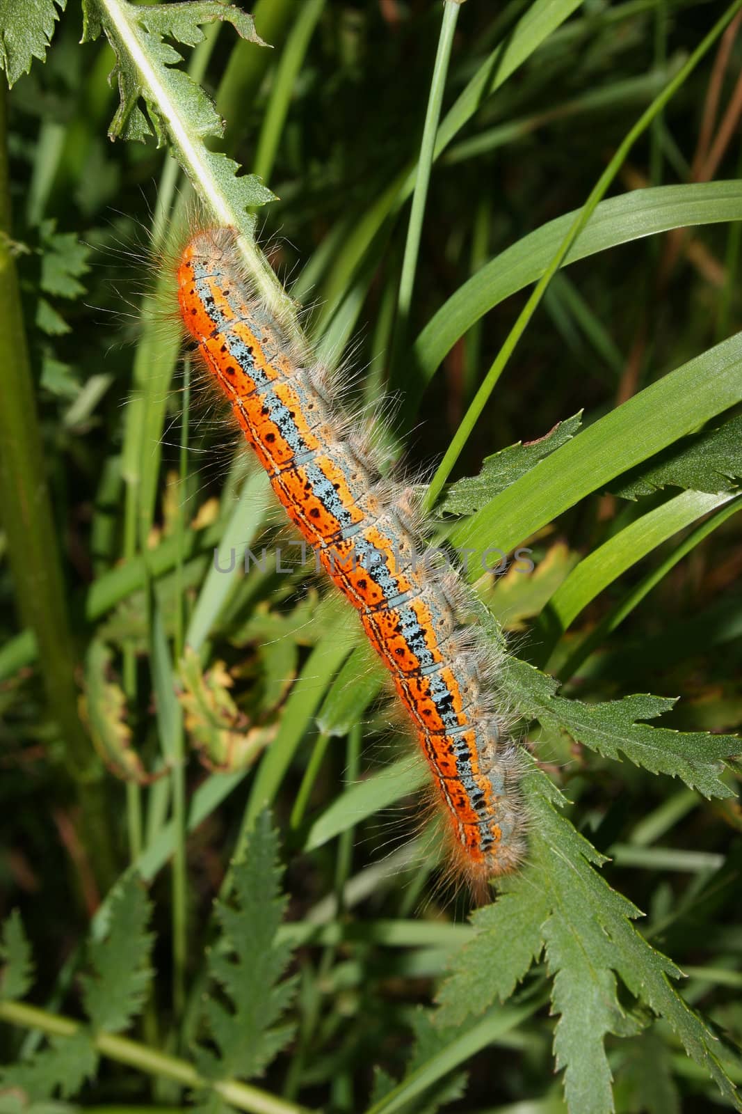 Buff-tip (Phalera bucephala) - Caterpillar on a plant