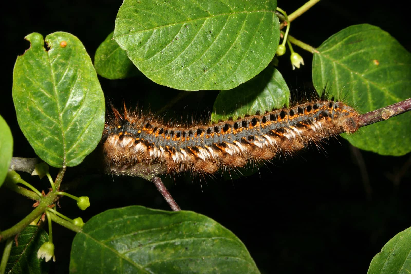 The Drinker (Philudoria potatoria) - Caterpillar on a plant