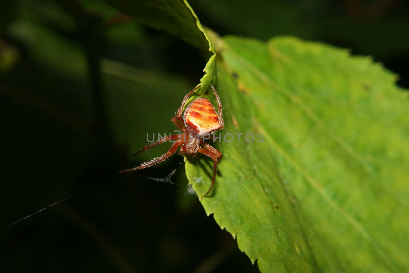 Orb-weaving spiders (Araneus) by tdietrich