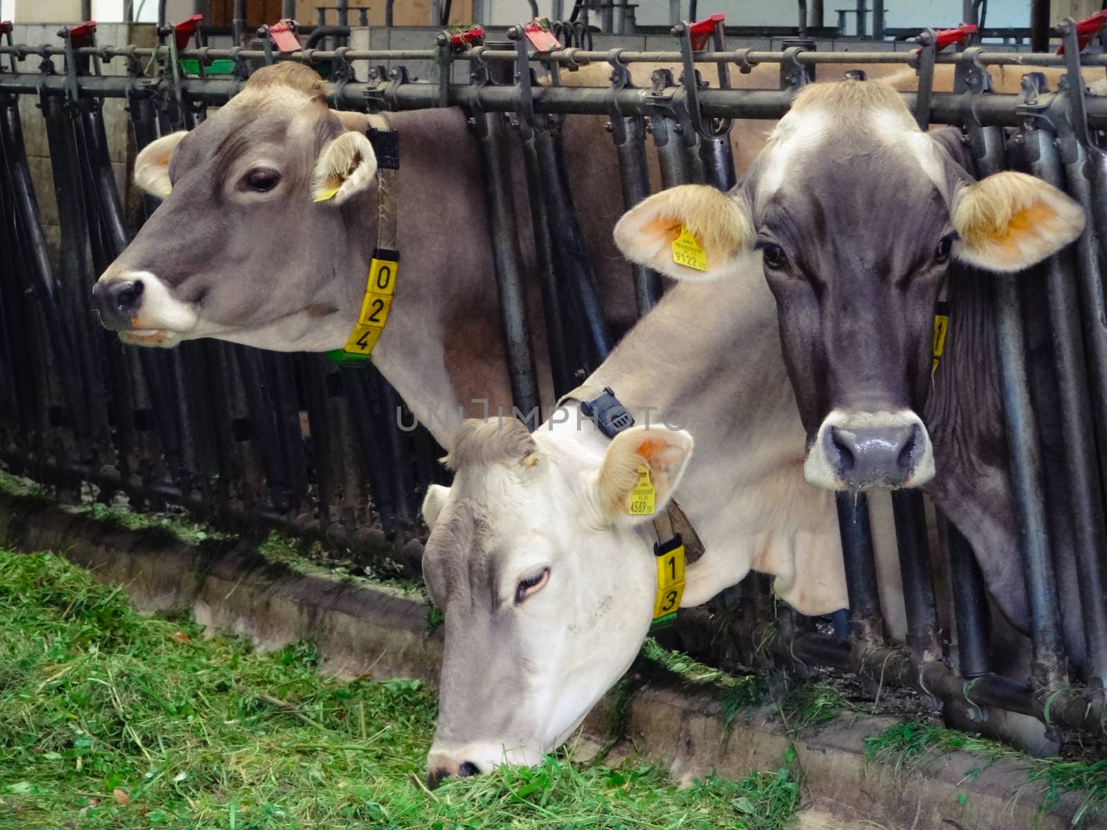 Three grey cows, locked in a cowshed