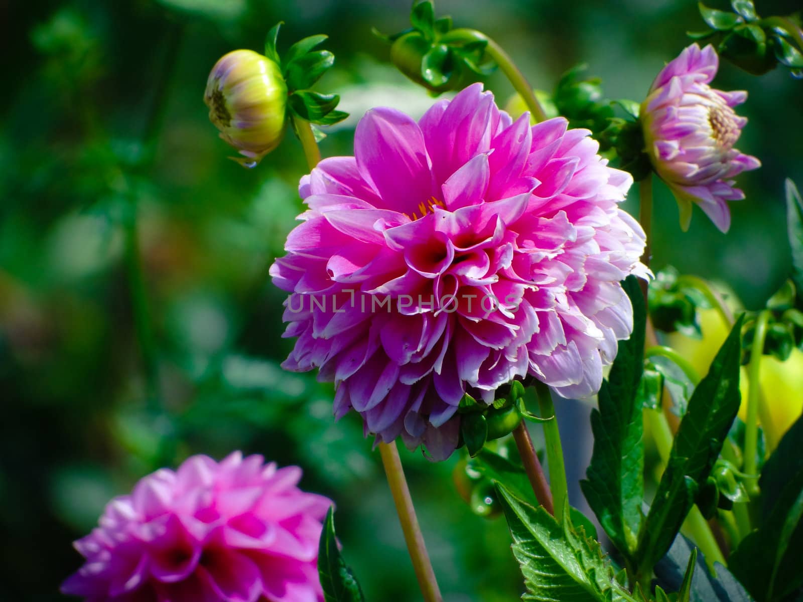 Beautiful purple Dahlia flower in the garden