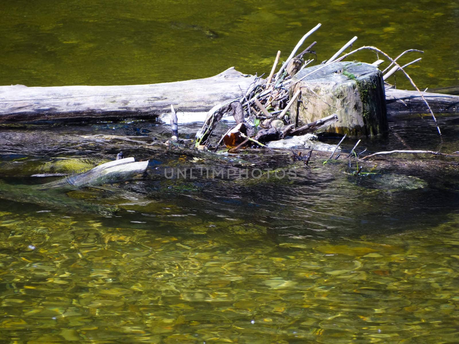 Some wrecked tree trunks in shallowly water