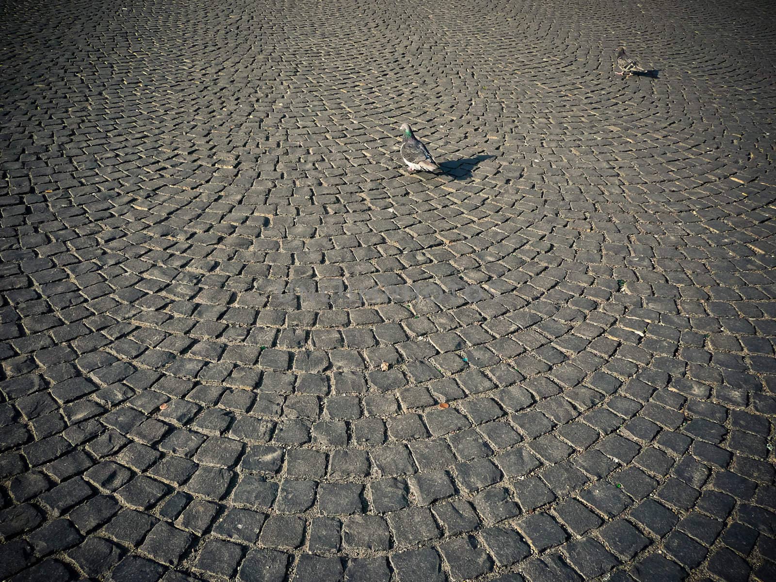 Two doves stalk on grey cobblestone pavement