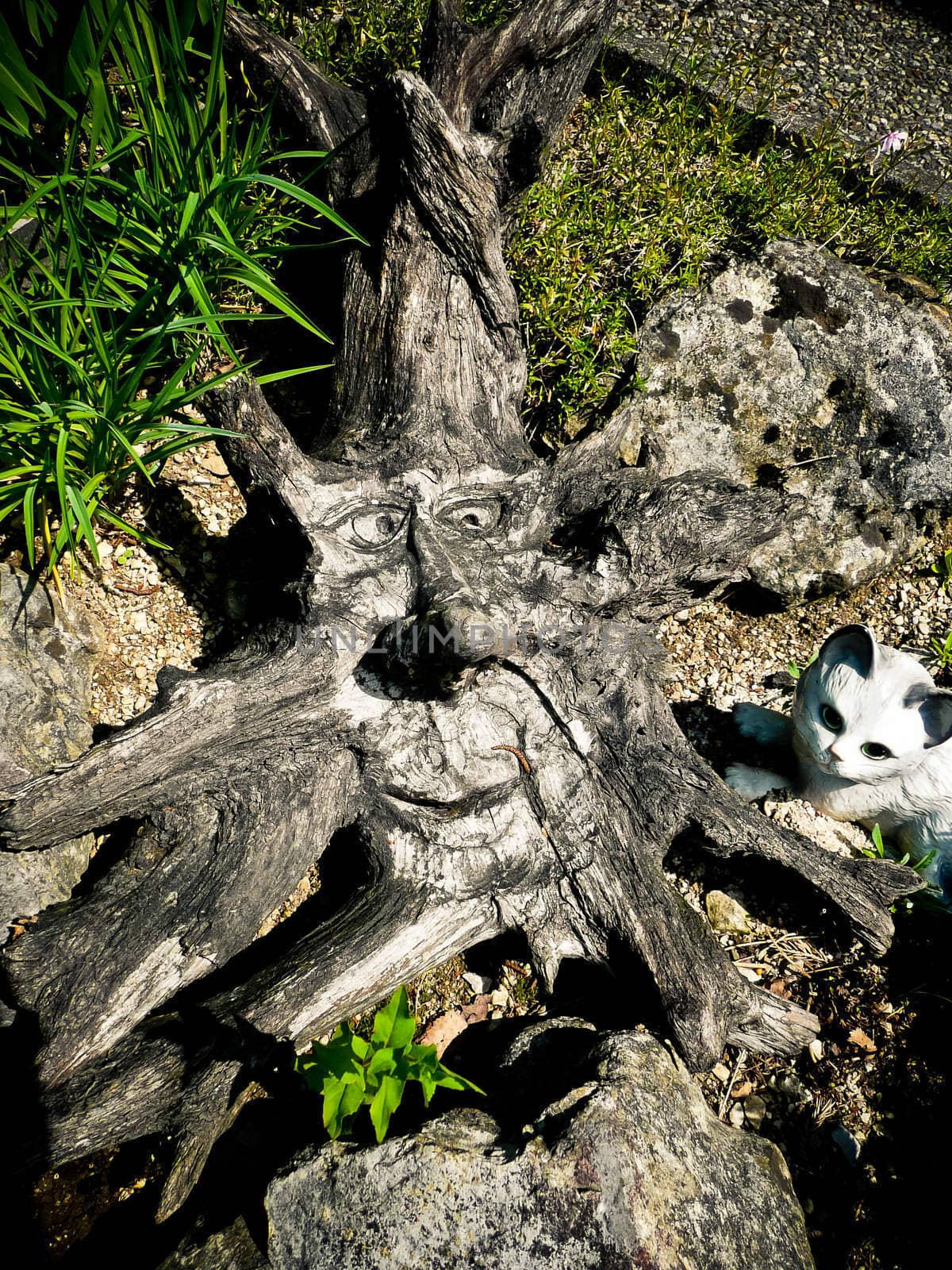 A funny tree root with a face
