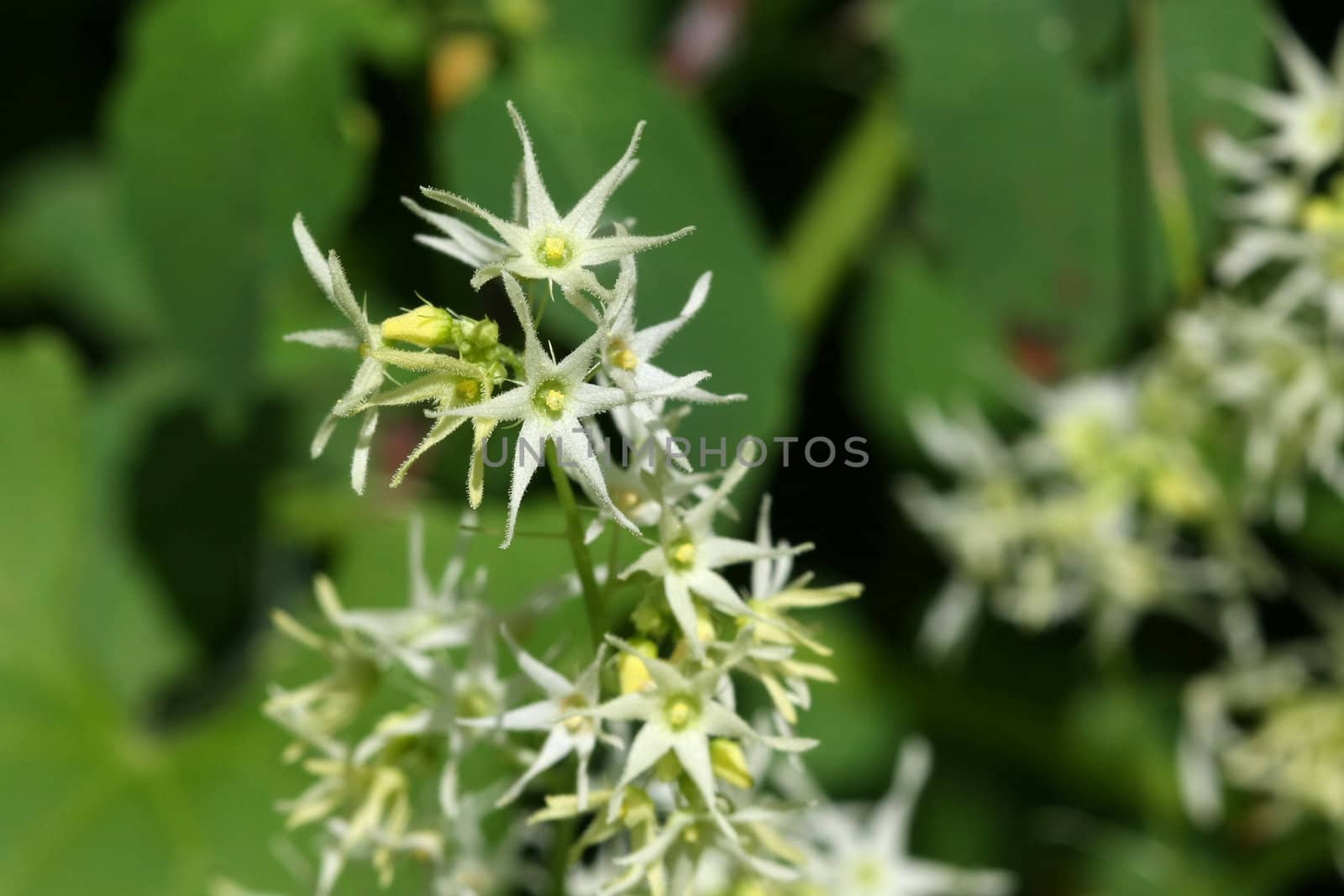 Wild Cucumber Flower Echinocystis lobata in early morning sunlight