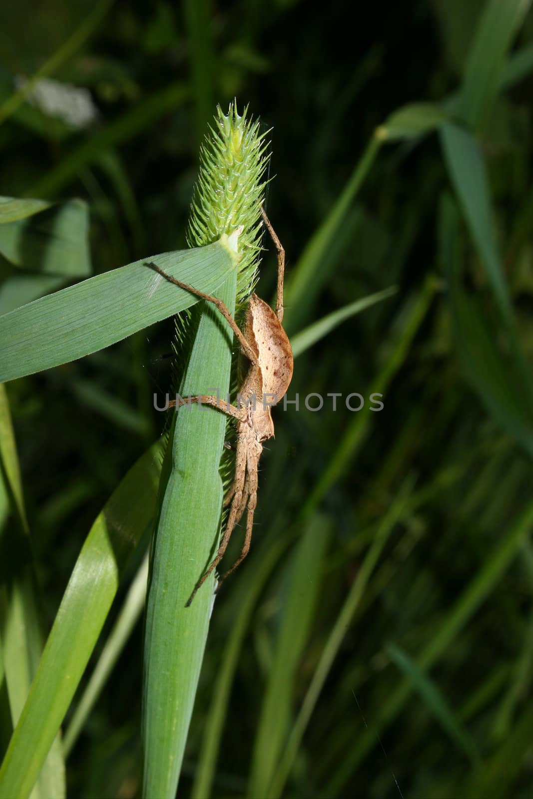 Nursery web spider (Pisaura mirabilis) - Female on a leaf